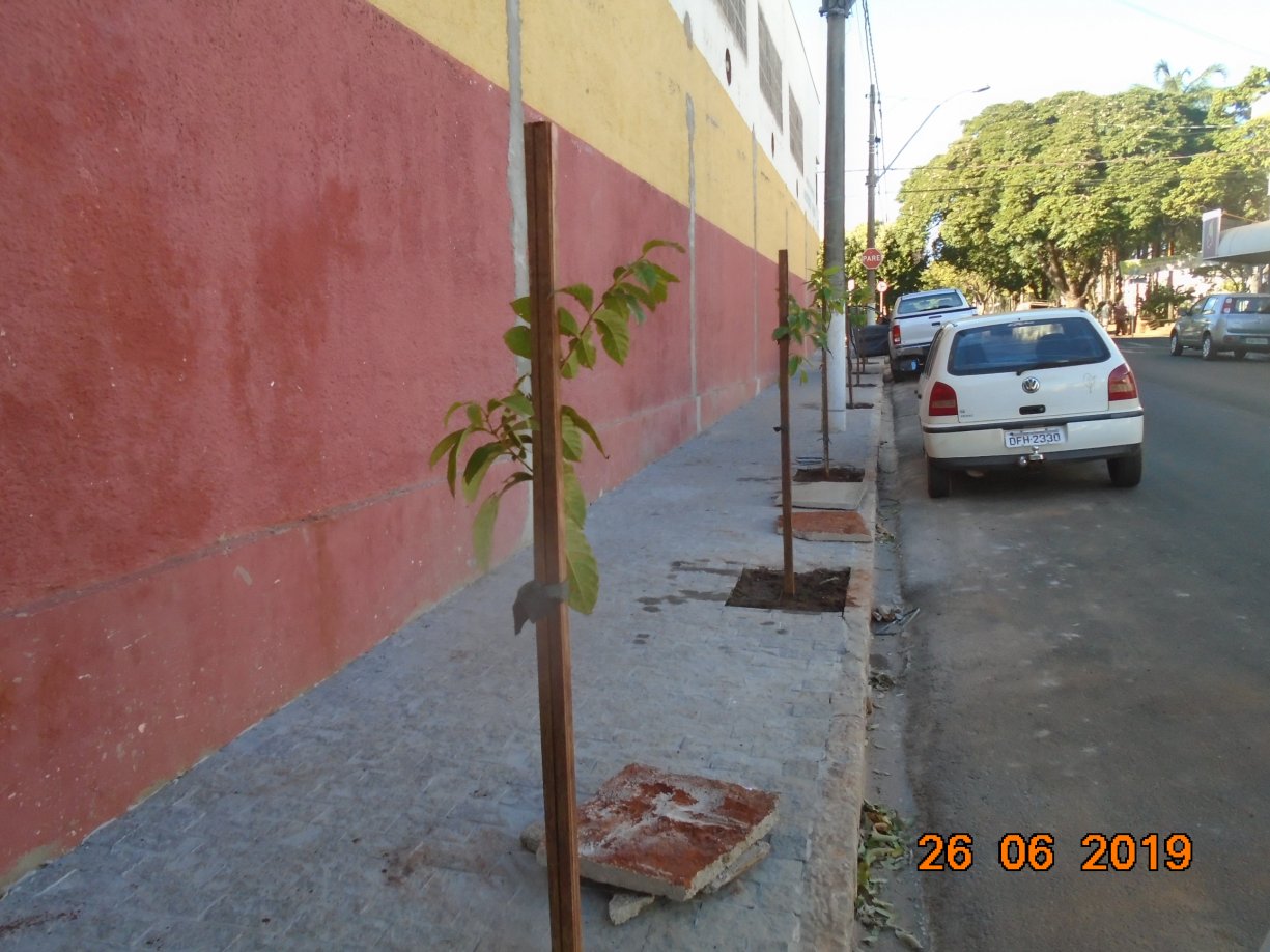 Agricultura realiza plantio de árvores nas laterais do Ginásio de Esportes TCC