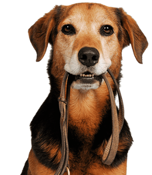 Cadastro para adoção de animais