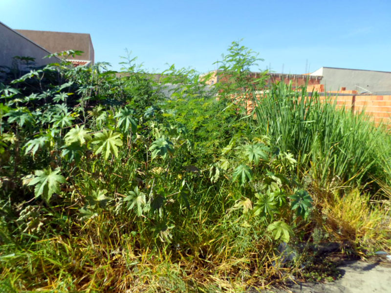 A Prefeitura Municipal de Tanabi está fiscalizando os terrenos baldios existentes na cidade e notificando os donos para que realizem a limpeza